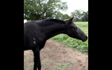 Warmblood x Welsh Weanling Filly on HorseYard.com.au (thumbnail)