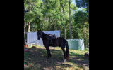 Sweet 15HH Standardbred 'Jet' on HorseYard.com.au (thumbnail)