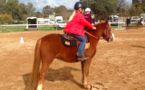 Welsh x Australian Riding Pony  on HorseYard.com.au (thumbnail)