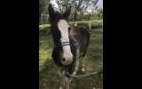 Clydesdale Colt For Sale on HorseYard.com.au (thumbnail)