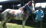 Clydesdale Colt For Sale on HorseYard.com.au (thumbnail)