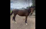 15yo OTTB gelding  on HorseYard.com.au (thumbnail)