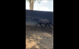 FUTURE SMALL GALLOWAY STAR on HorseYard.com.au (thumbnail)