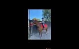 Lovely 14.2hh quarter horse allrounder  on HorseYard.com.au (thumbnail)