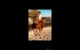 Lovely 14.2hh quarter horse allrounder  on HorseYard.com.au (thumbnail)