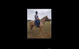 Qh palomino mare on HorseYard.com.au (thumbnail)