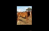 Outstanding broodmare on HorseYard.com.au (thumbnail)