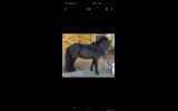 (Urgent sale) Beautiful gentle black stallion on HorseYard.com.au (thumbnail)