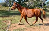 Quiet Sweet Mare on HorseYard.com.au (thumbnail)