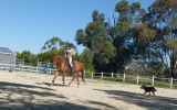 Advanced dressage schoolmaster  on HorseYard.com.au (thumbnail)