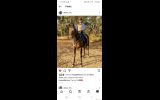 16.1hh Anglo Gelding on HorseYard.com.au (thumbnail)
