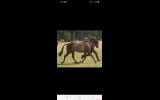 Quality Pony Mare on HorseYard.com.au (thumbnail)