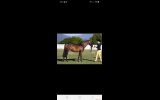 Quality Pony Mare on HorseYard.com.au (thumbnail)