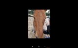 OTTB For Sale on HorseYard.com.au (thumbnail)