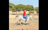 SIA on HorseYard.com.au (thumbnail)