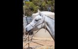 SIA on HorseYard.com.au (thumbnail)
