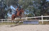 SMART GELDING WITH HUGE SCOPE  on HorseYard.com.au (thumbnail)