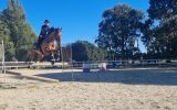 SMART GELDING WITH HUGE SCOPE  on HorseYard.com.au (thumbnail)