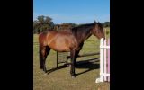 TB gelding on HorseYard.com.au (thumbnail)