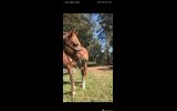Flaxen Chestnut Gelding  on HorseYard.com.au (thumbnail)