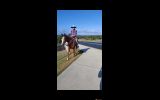OTTB Mare 16hh 9yr on HorseYard.com.au (thumbnail)