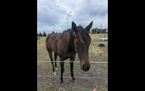 15.3hh 4yo OTTB on HorseYard.com.au (thumbnail)