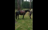 Australian stock horse mare on HorseYard.com.au (thumbnail)