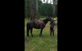 Australian stock horse mare on HorseYard.com.au (thumbnail)