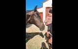 Australian stock horse mare on HorseYard.com.au (thumbnail)