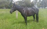 Australian stock horse mare on HorseYard.com.au (thumbnail)