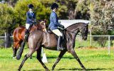 Fun and educated galloway on HorseYard.com.au (thumbnail)