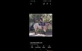 Romeo Beckham  on HorseYard.com.au (thumbnail)