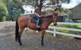 SMART GELDING WITH HUGE SCOPE  on HorseYard.com.au (thumbnail)