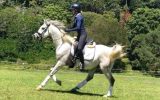 Grey Arabian gelding on HorseYard.com.au (thumbnail)