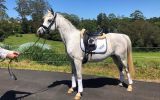 Grey Arabian gelding on HorseYard.com.au (thumbnail)