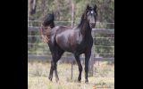Tall Black Arabian Beauty on HorseYard.com.au (thumbnail)