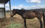 Retired Racehorse on HorseYard.com.au (thumbnail)