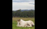 Buckskin Paint Colt  on HorseYard.com.au (thumbnail)