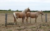 22 yo Palomino stallion for free lease  on HorseYard.com.au (thumbnail)