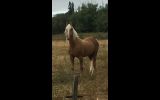 22 yo Palomino stallion for free lease  on HorseYard.com.au (thumbnail)