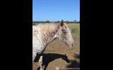 AAA broodmare in foal for 2017 foal on HorseYard.com.au (thumbnail)