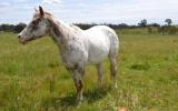 AAA broodmare in foal for 2017 foal on HorseYard.com.au (thumbnail)