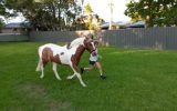 Educated Show Hunter Pony - 4th Novice Show Hunter Class Sydney Royal 2021 on HorseYard.com.au (thumbnail)