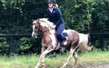 Educated Show Hunter Pony - 4th Novice Show Hunter Class Sydney Royal 2021 on HorseYard.com.au (thumbnail)