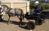 Jogger to suit large pony or horse on HorseYard.com.au (thumbnail)
