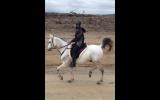 Pure Arabian on HorseYard.com.au (thumbnail)
