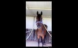 OTT horse for sale on HorseYard.com.au (thumbnail)