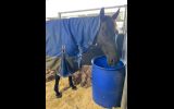 6yr gelding OTT on HorseYard.com.au (thumbnail)