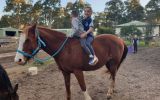 Quiet pony on HorseYard.com.au (thumbnail)