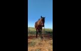 Mia's folly on HorseYard.com.au (thumbnail)